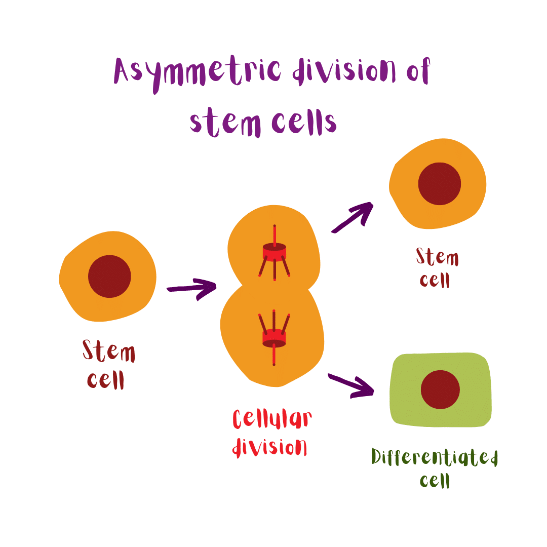 Illustration: asymmetric division of stem cells. A stem cell divides and gives rise to another stem cell (that can self-renew) and a differentiated cell (that has not the ability of self-renewal anymore).