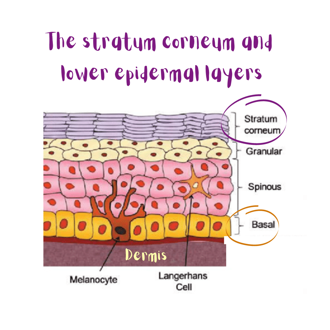 The stratum corneum and lower epidermal layers (including the basal layer).