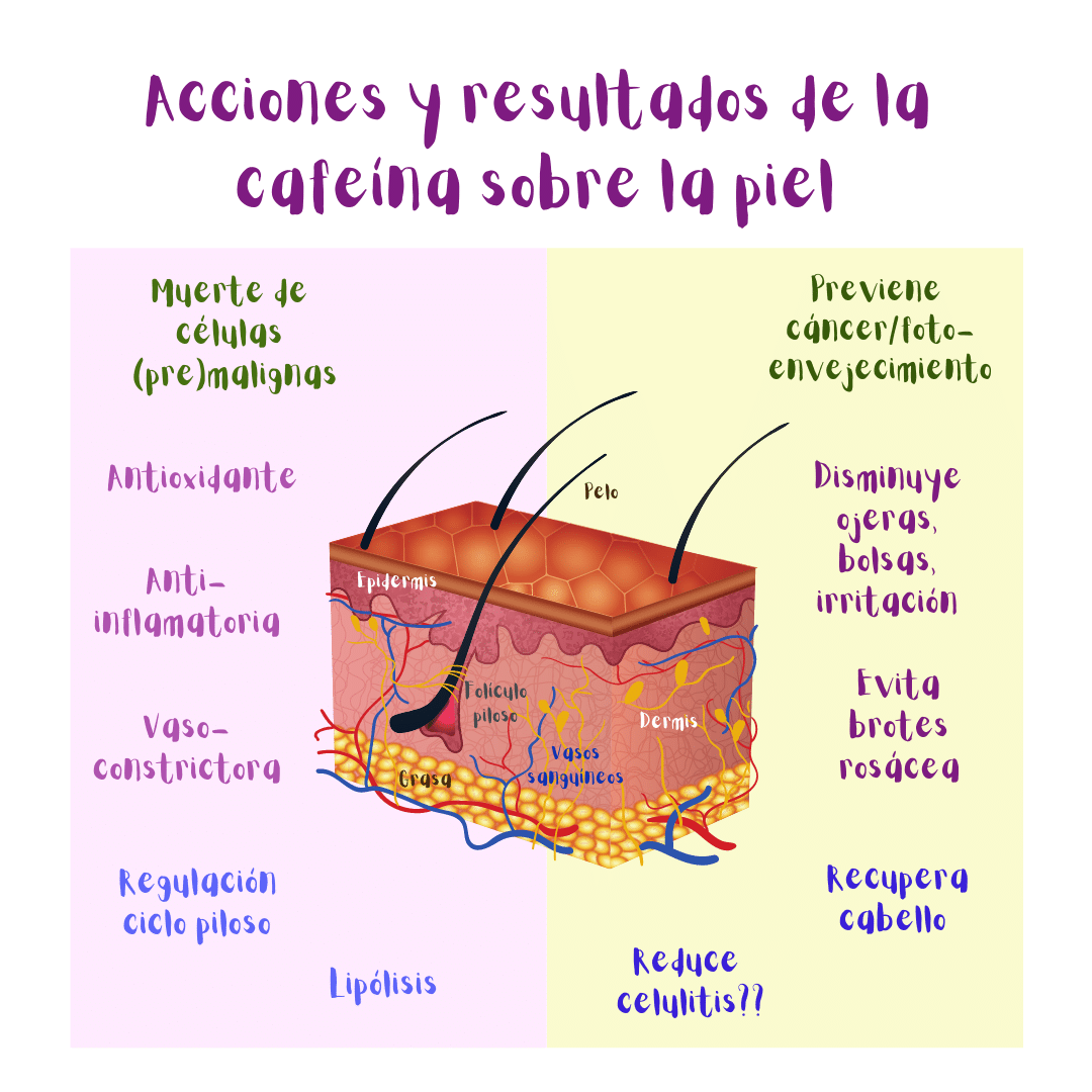 Ilustración que resume las acciones (izquierda) y resultados (derecha) de la cafeína sobre la piel.
