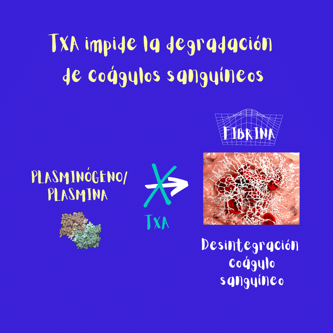 Ilustración: el ácido tranexámico obstaculiza la ruta plasminógeno/plasmina y dificulta la desintegración de coágulos de sangre.