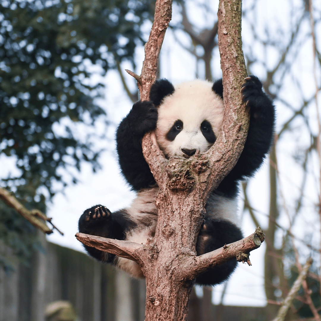 Photograph of a small panda bear with her dark circles around the eyes and hanging on a tree.