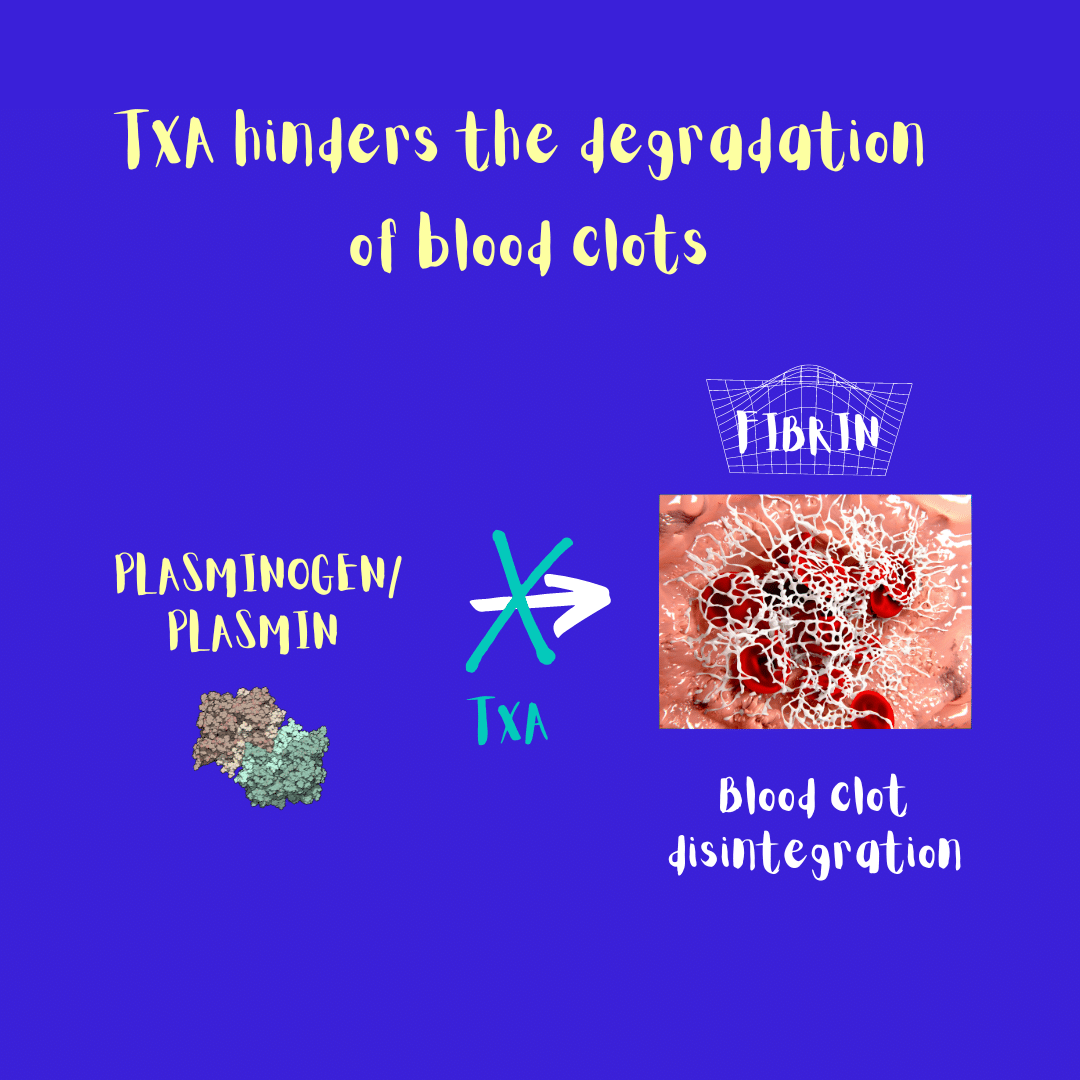 Illustration. Tranexamic acid hampers the plasminogen/plasmin enzymatic pathway and blocks the disintegration of blood clots.