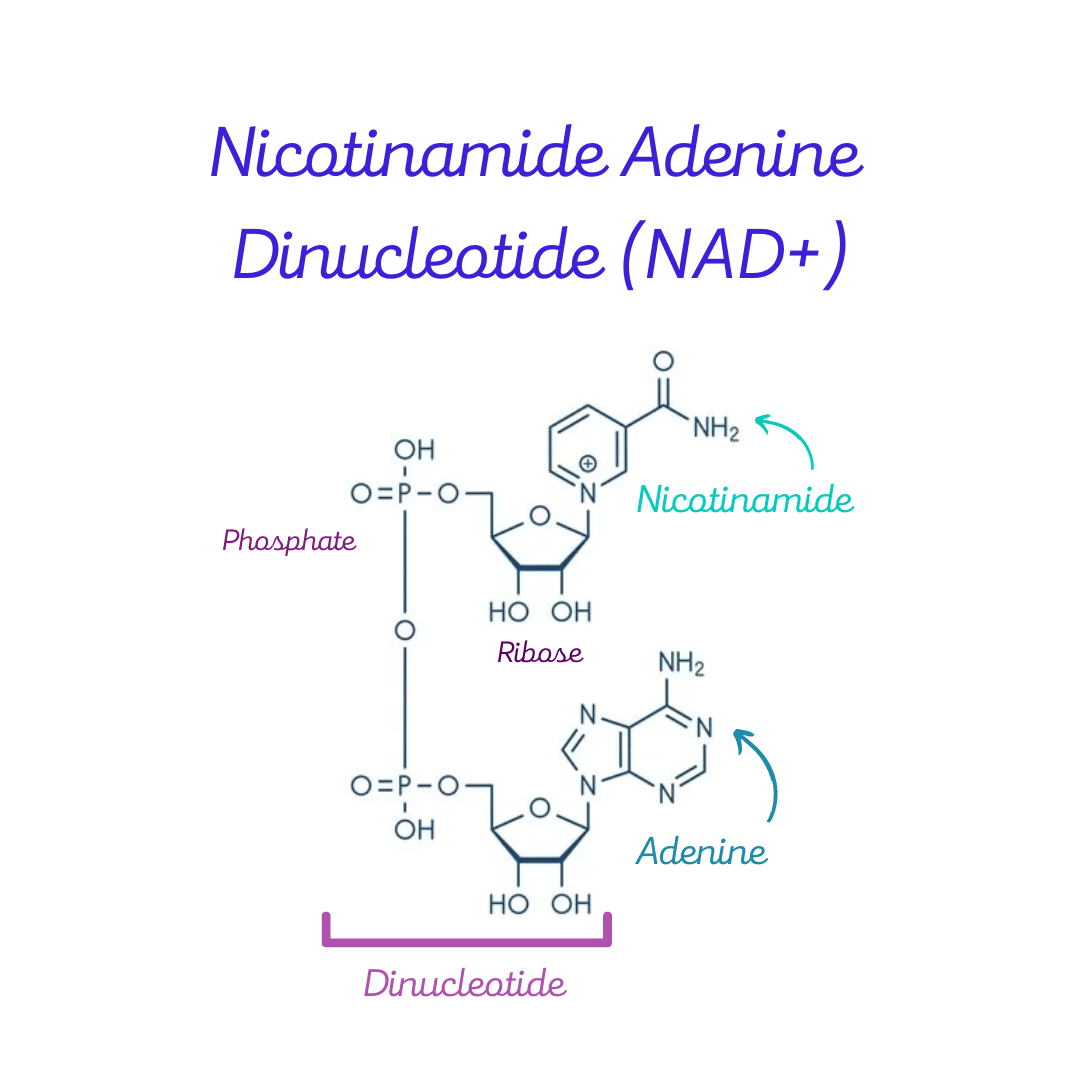 Chemical structure of the coenzyme NAD+ (Nicotinamide Adenine Dinucleotide).