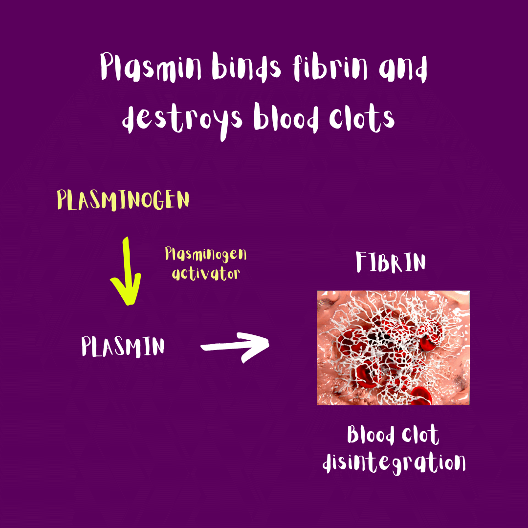 Illustration: plasmin binds fibrin and destroys blood clots.