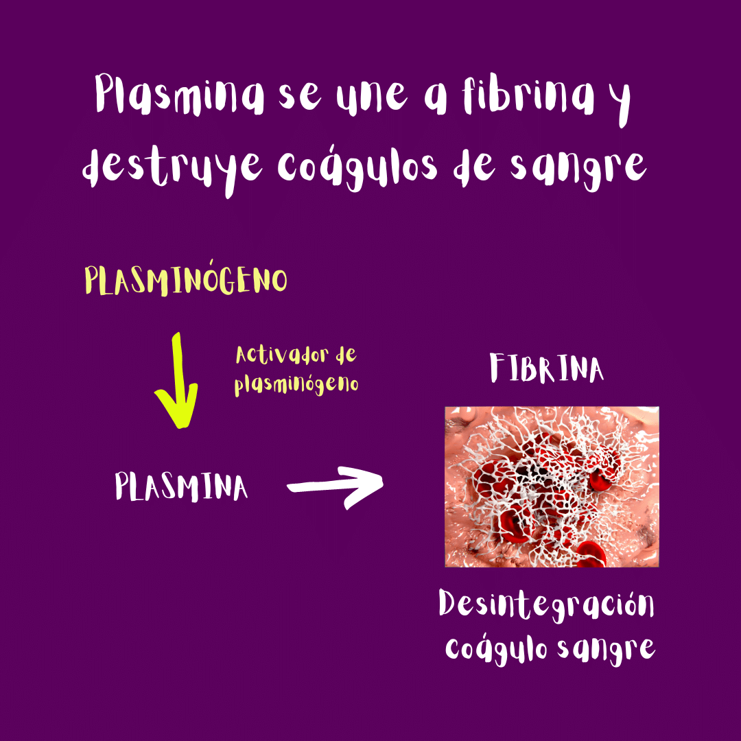 Ilustración: la plasmina se une a la fibrina y destruye los coágulos de sangre.