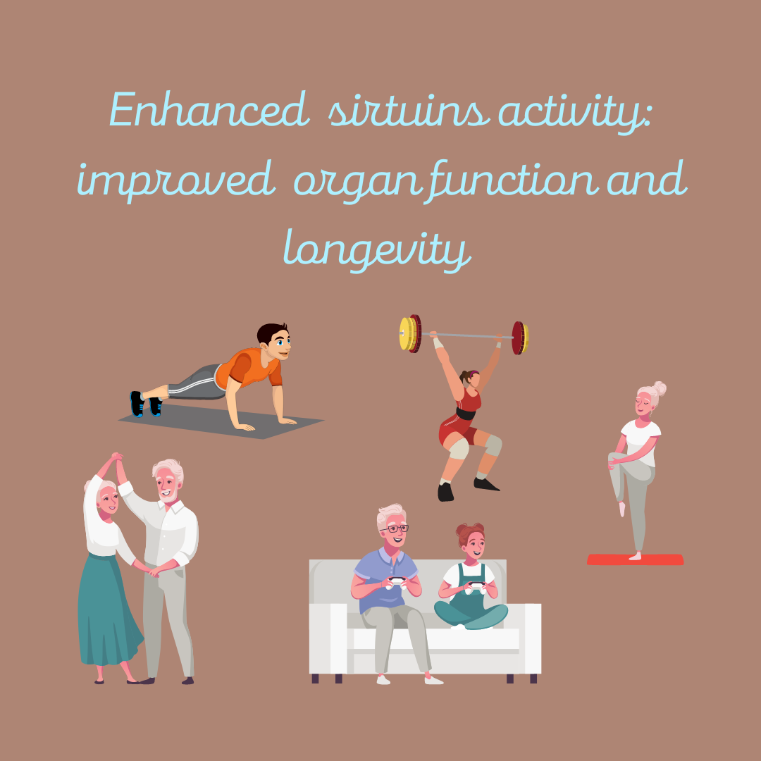 Enhanced sirtuins activity in mammals (such as mice or humans) improves organ function, physical endurance, disease resistance, and longevity.