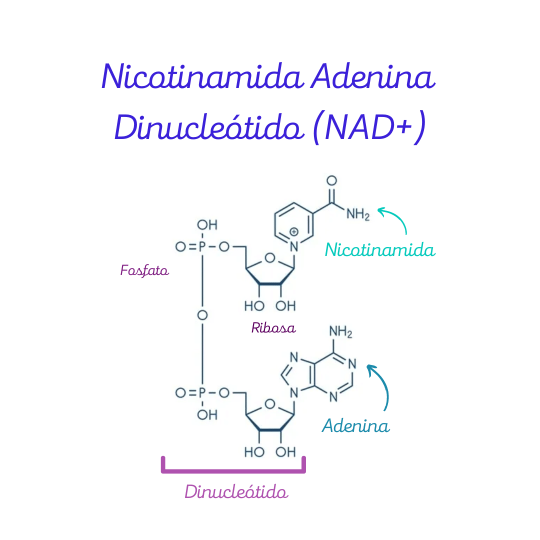 Estructura química de Nicotinamida Adenina Dinucleótido (NAD+).