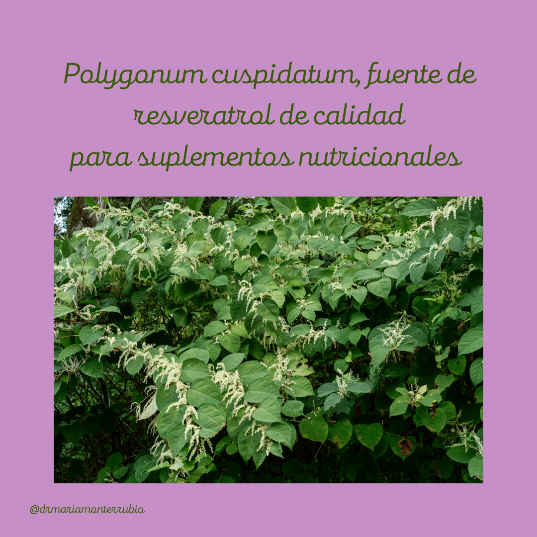 Polygonum cuspidatum (Japanese knotweed), fuente de resveratrol de calidad para suplementos nutricionales.