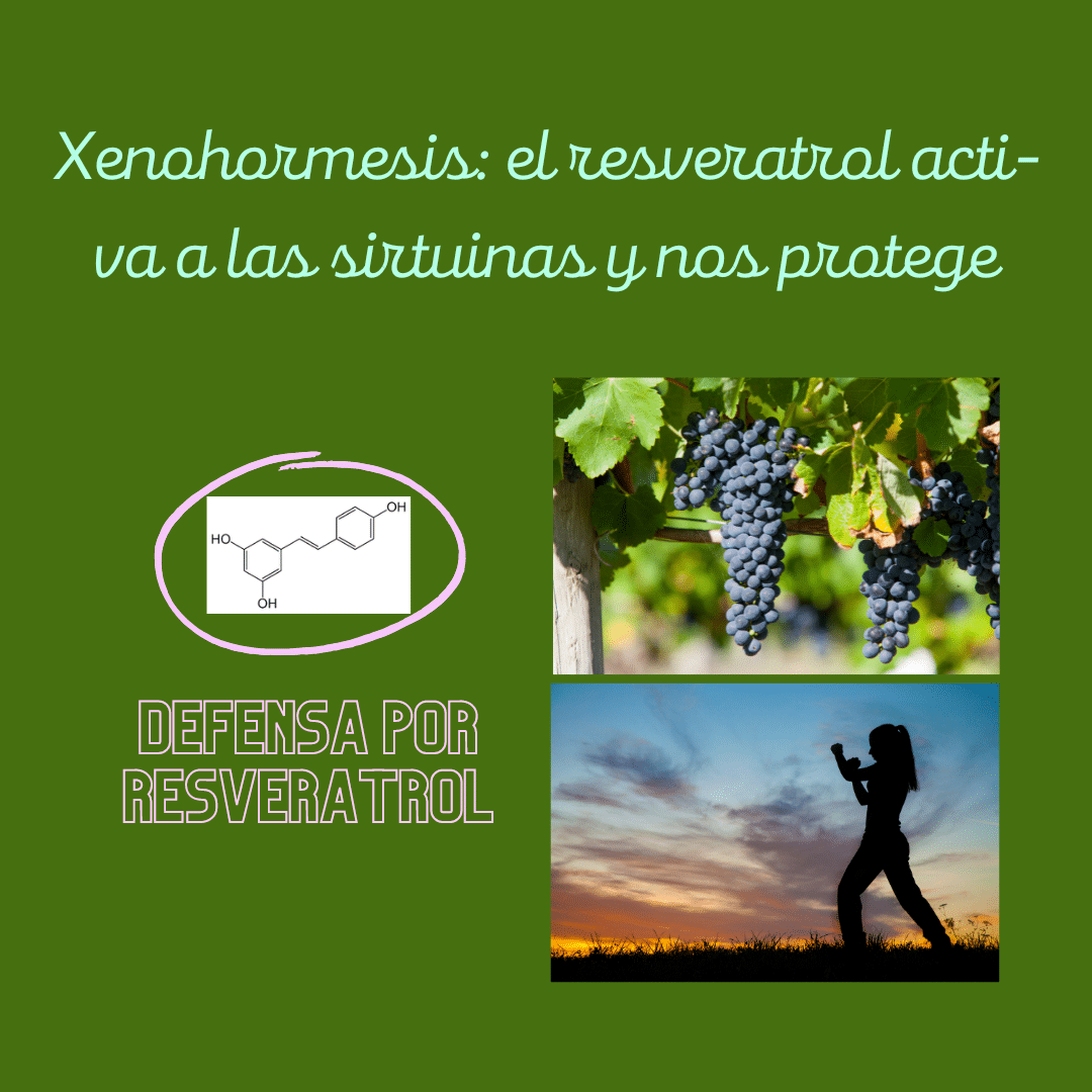 Xenohormesis o defensa por resveratrol: el resveratrol activa a las sirtuinas y nos protege.