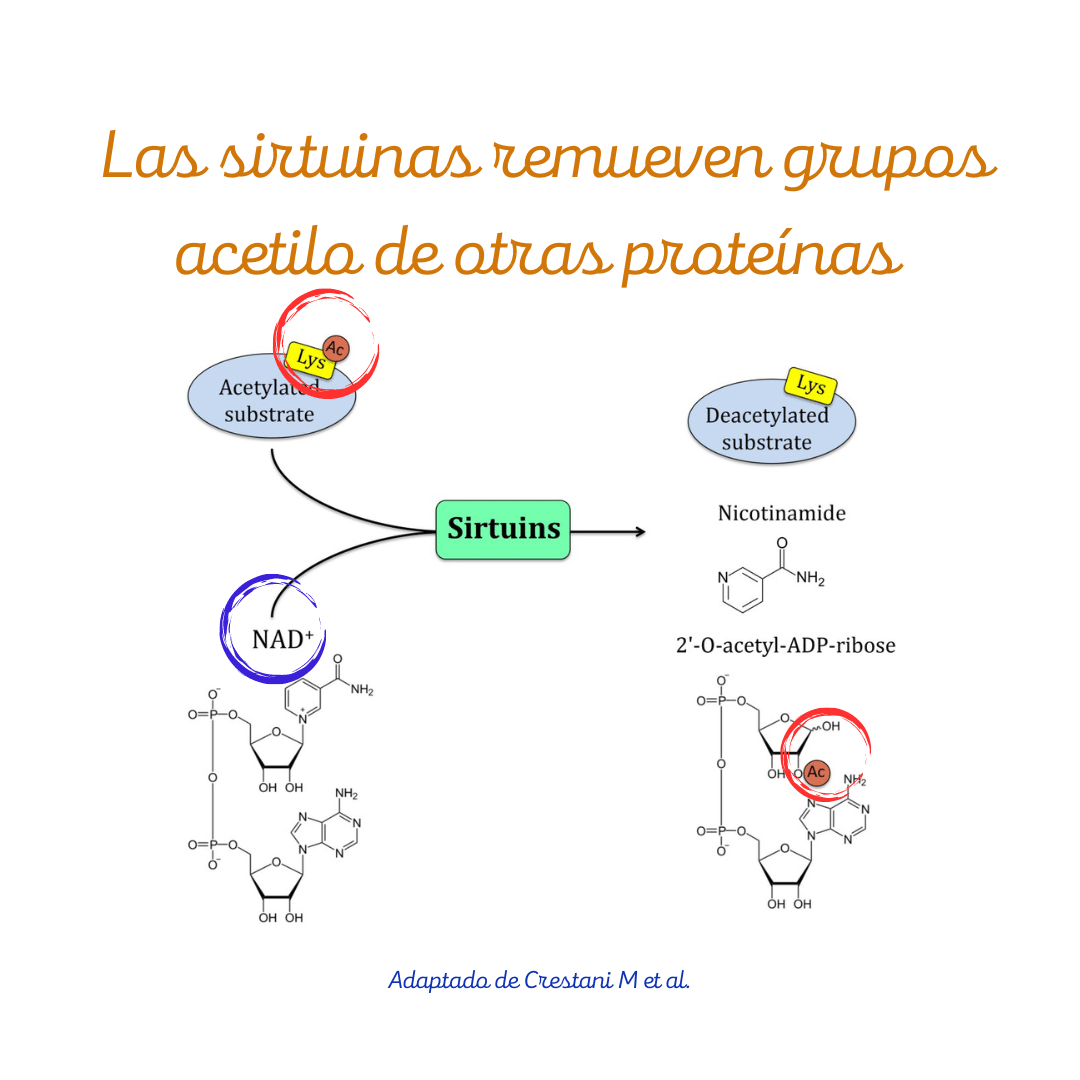 Las sirtuinas remueven grupos acetilo de otras proteínas.