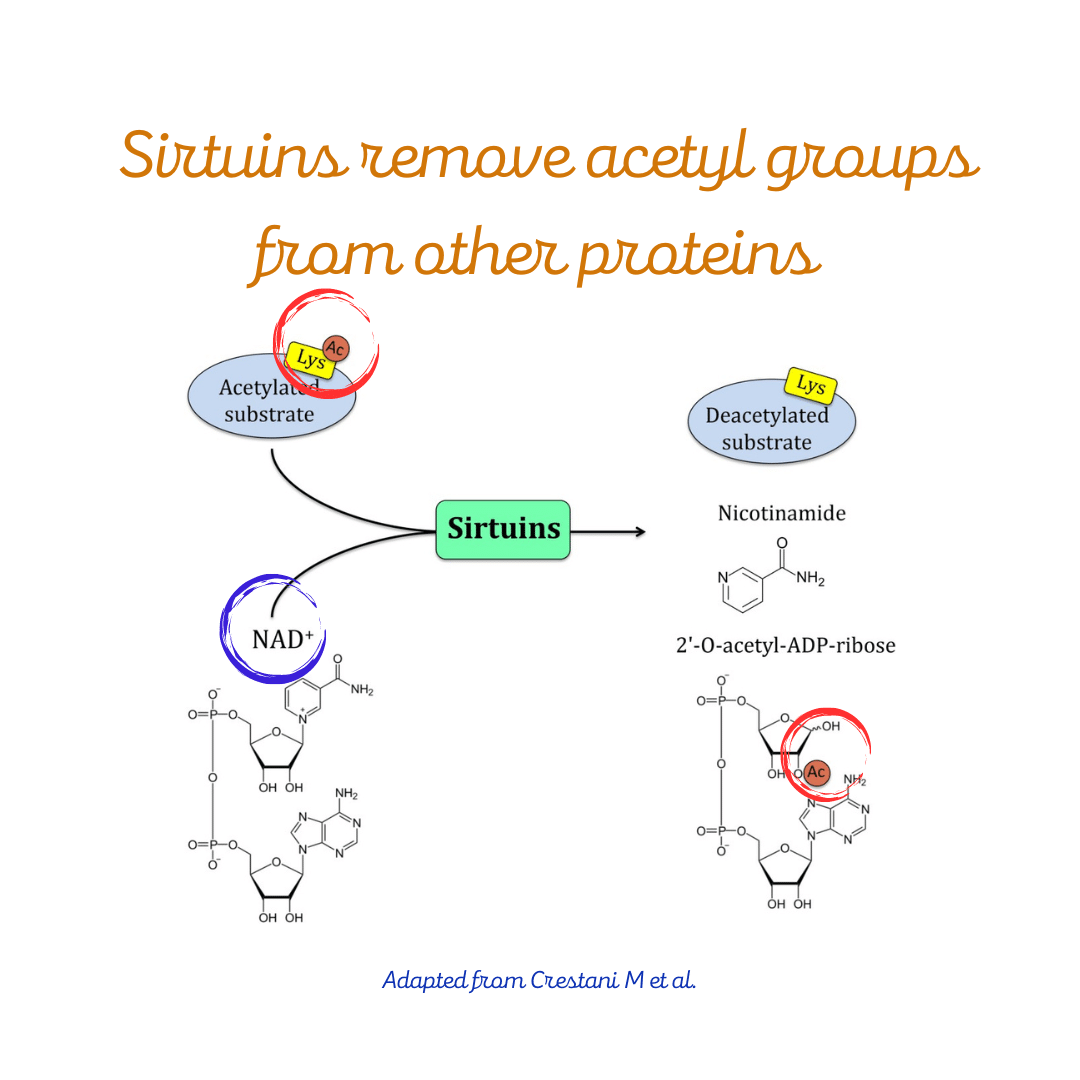Sirtuins remove acetyl groups from other proteins and require the coenzyme NAD+ to do that.