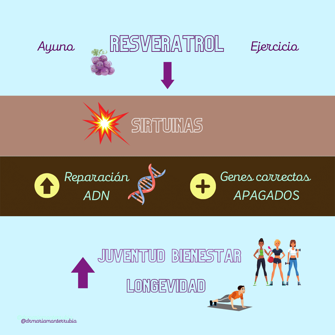 Ilustración: resveratrol como promotor de la actividad de las sirtuinas, y, por tanto, de juventud, bienestar y longevidad.