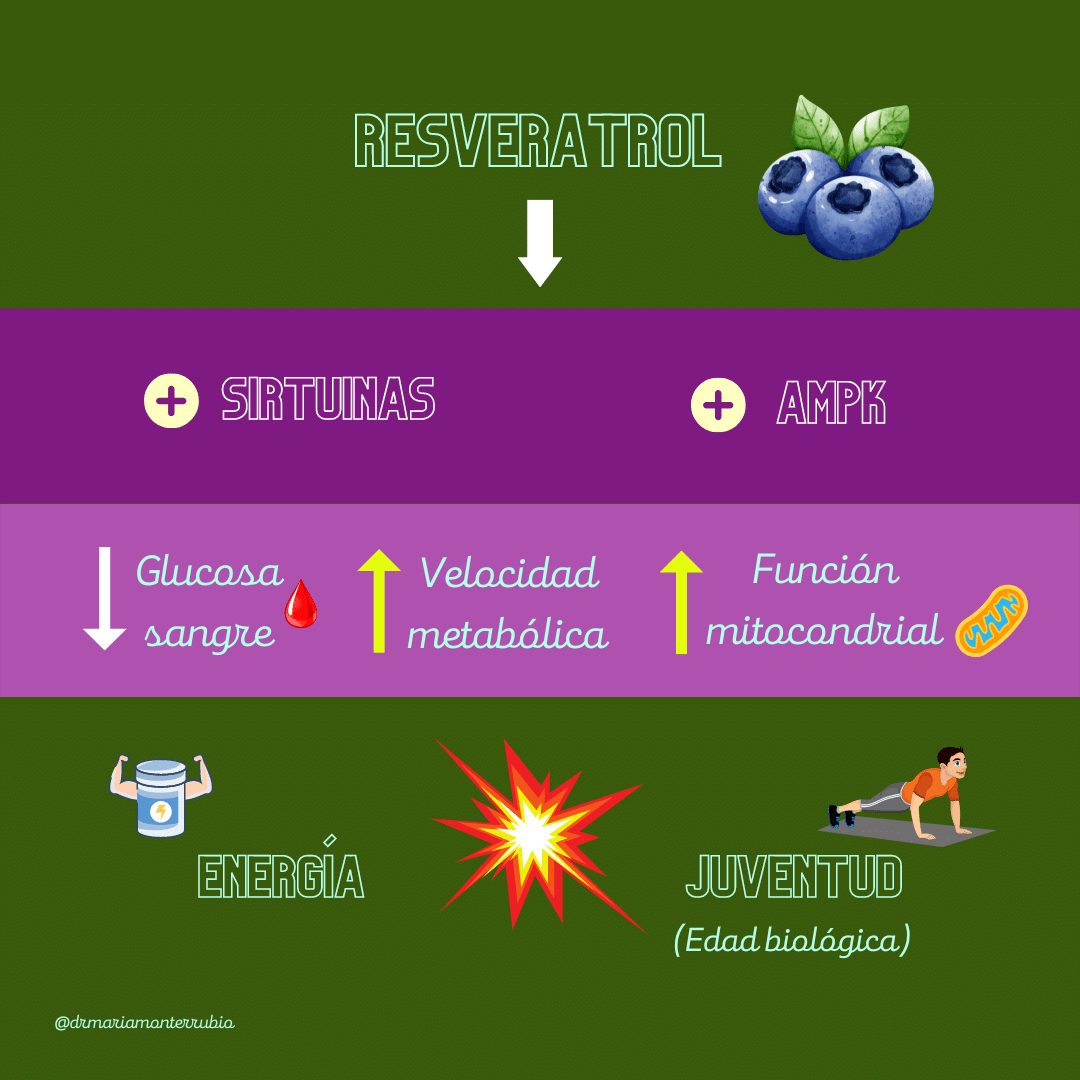 Ilustración: resveratrol como potenciador del metabolismo y los niveles de energía.