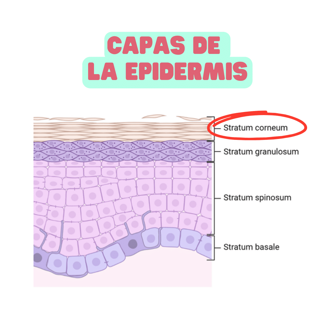 EPIDERMIS CAPAS
