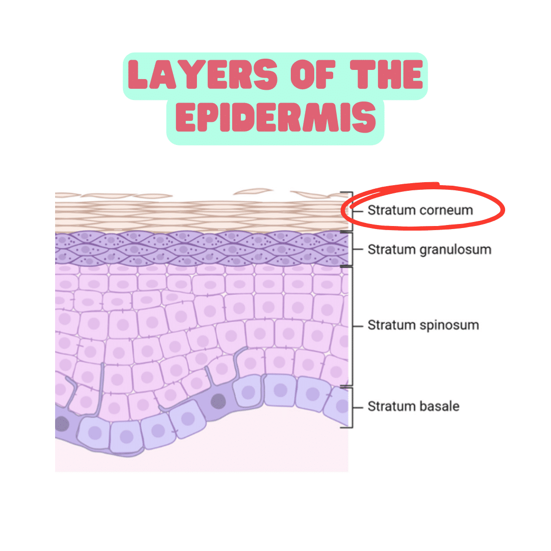 EPIDERMIS LAYERS