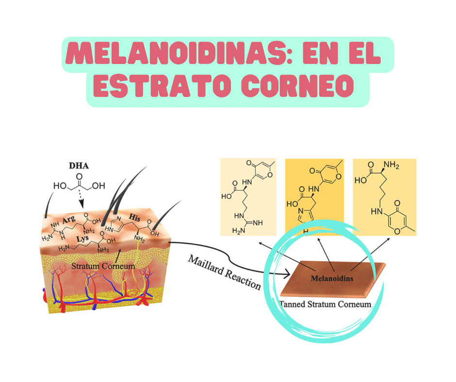 MELANOIDINAS: EN EL ESTRATO CÓRNEO.
