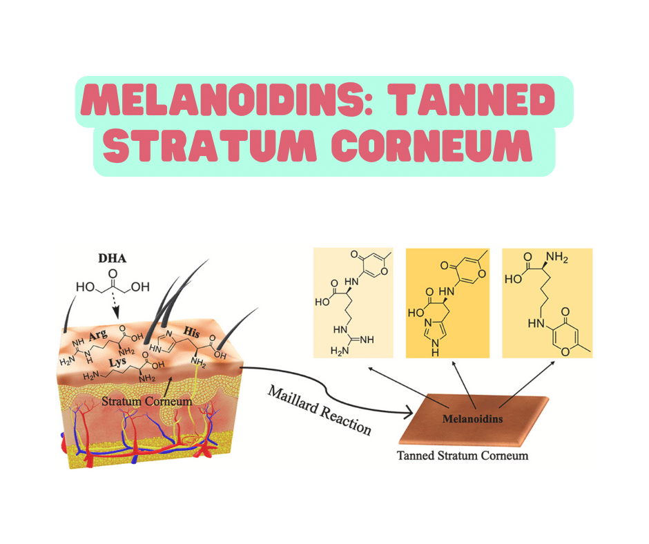 Melanoidins: tanned stratum corneum.