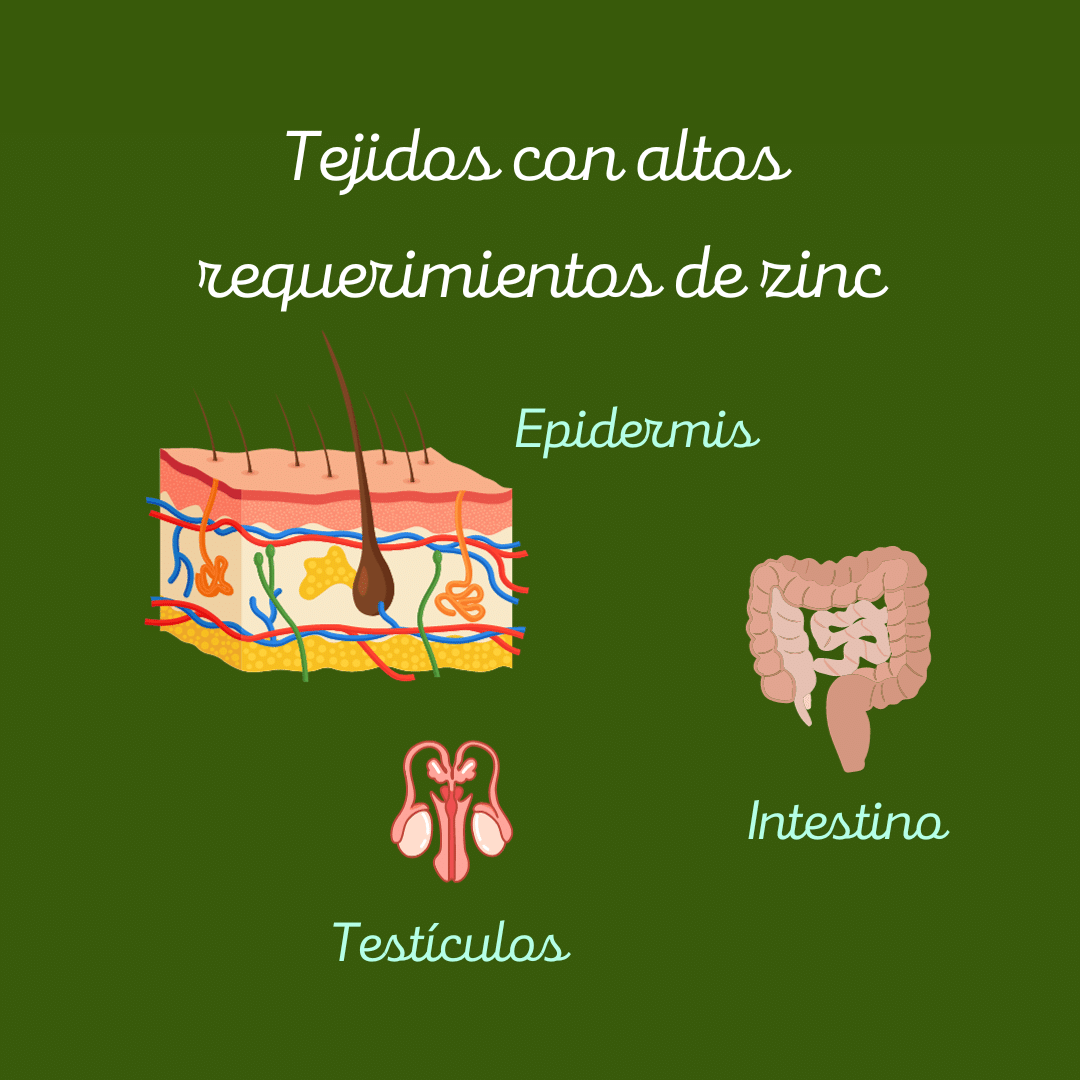 Ilustración - Tejidos con altos requerimientos de zinc: epidermis, intestino, testículos.