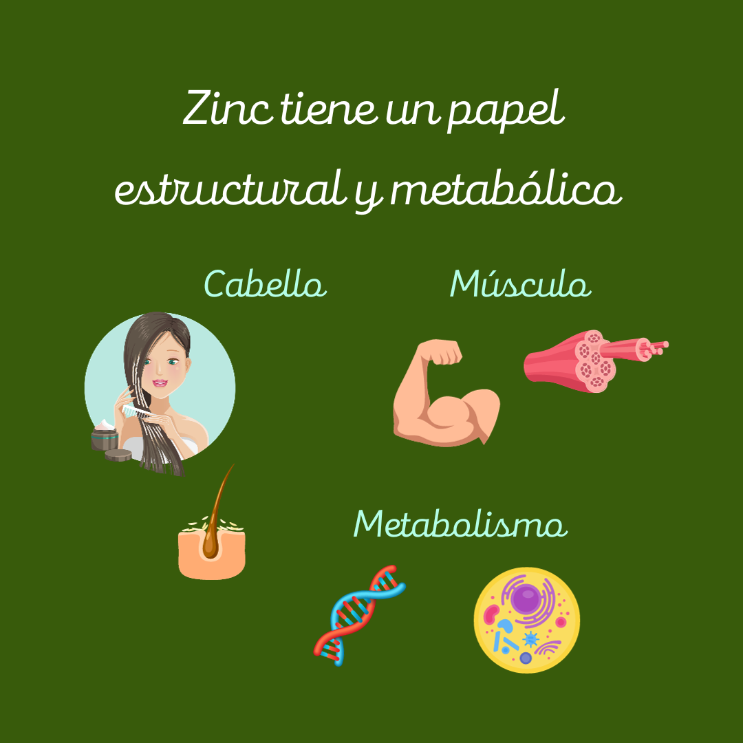 Ilustración: el zinc tiene un papel estructural y metabólico (cabello, músculo, metabolismo).