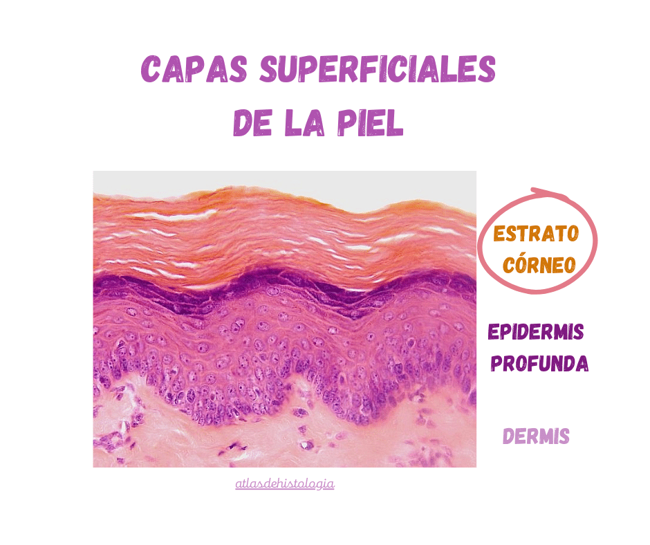 Corte histológico de la piel: estrato córneo (capa externa de la piel), epidermis profunda y dermis.