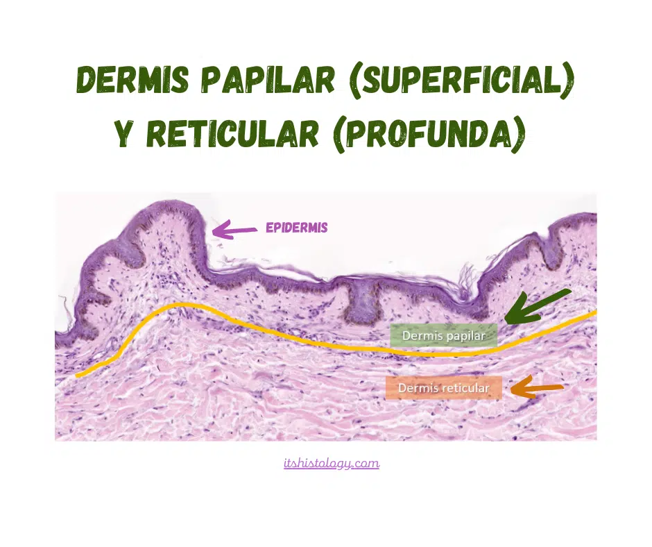 Ilustración: epidermis, dermis papilar (superficial) y dermis reticular (profunda).