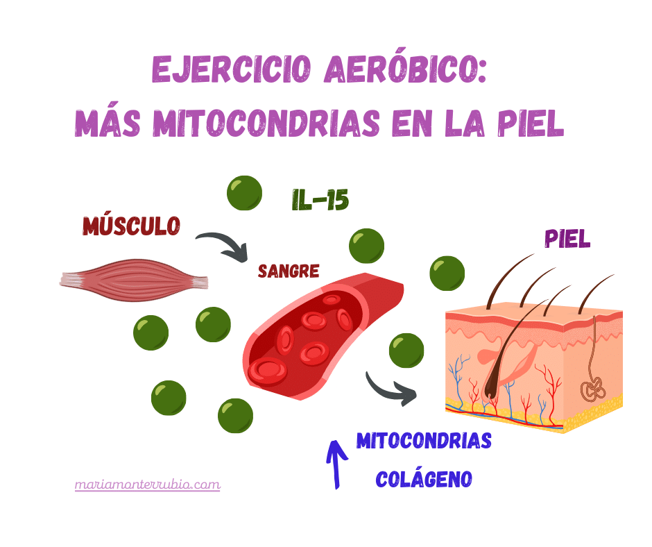 Ilustración: el ejercicio aeróbico induce IL-15 en el músculo esquelético. IL-15 se libera a la sangre y a la piel (donde aumenta la biogénesis mitocondrial y la síntesis de colágeno).