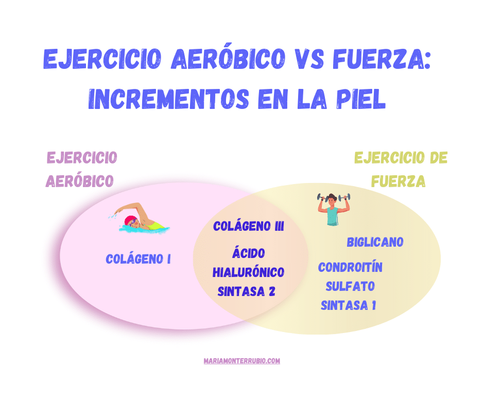 Ilustración. Moléculs que incrementan en la piel con el ejercicio aeróbico y de fuerza.