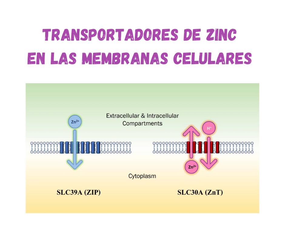 Ilustración: dos tipos de transportadores de zinc en las membranas celulares.