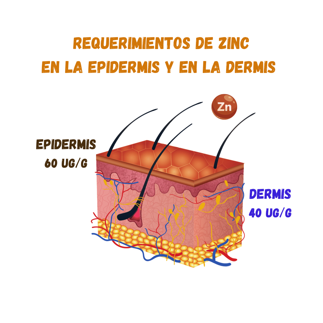 Ilustración: requerimientos de zinc en la epidermis y en la dermis.