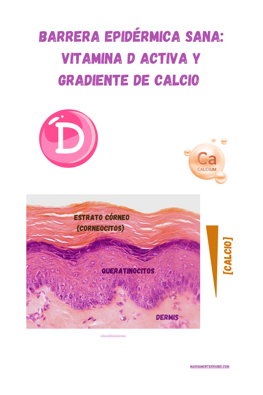 barrera epidermica sana gracias a la vitamina d activa y al gradiente de calcio en la epidermis