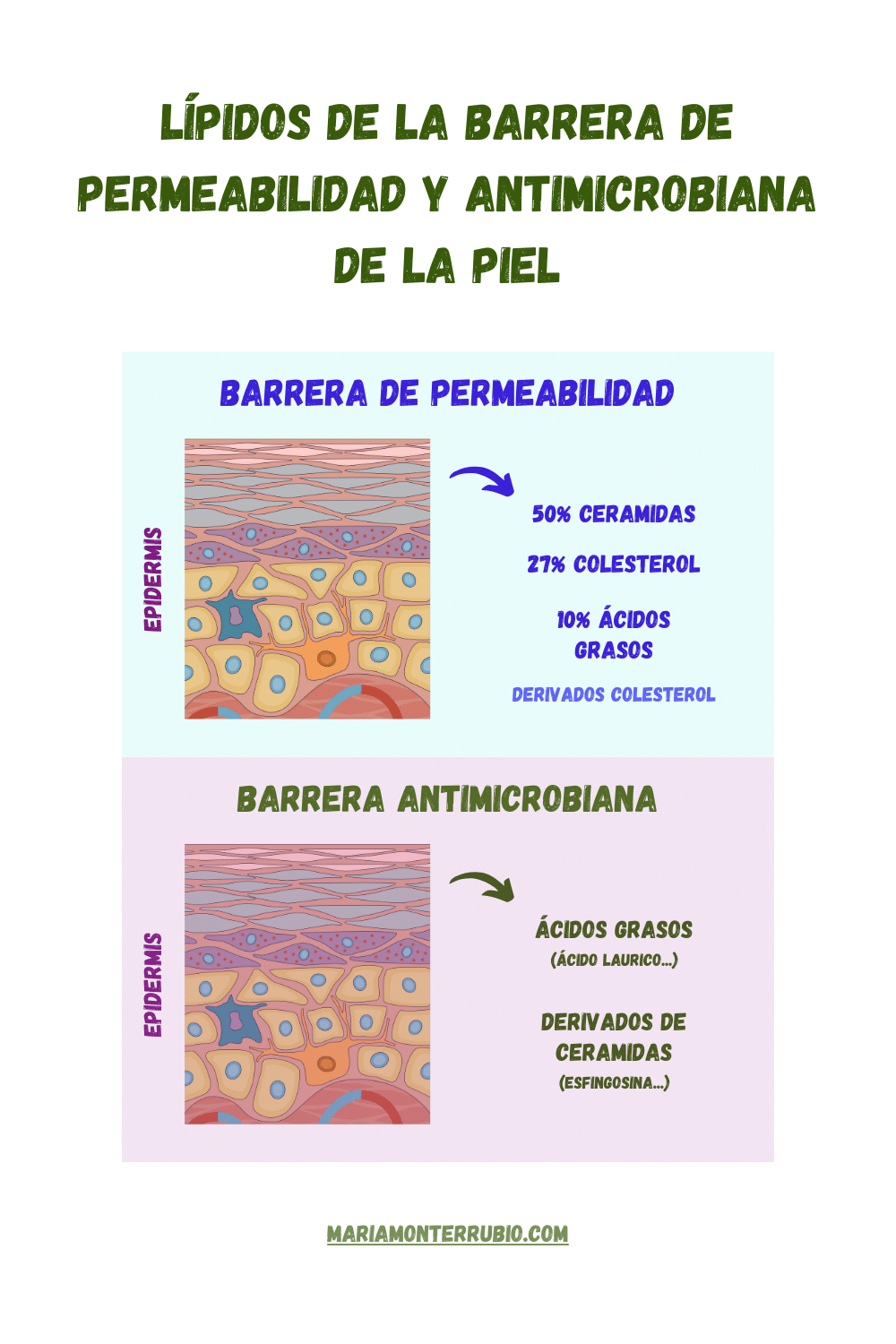 Ilustración: lípidos de la barrera de permeabilidad y la barrera anti-microbiana de la piel.