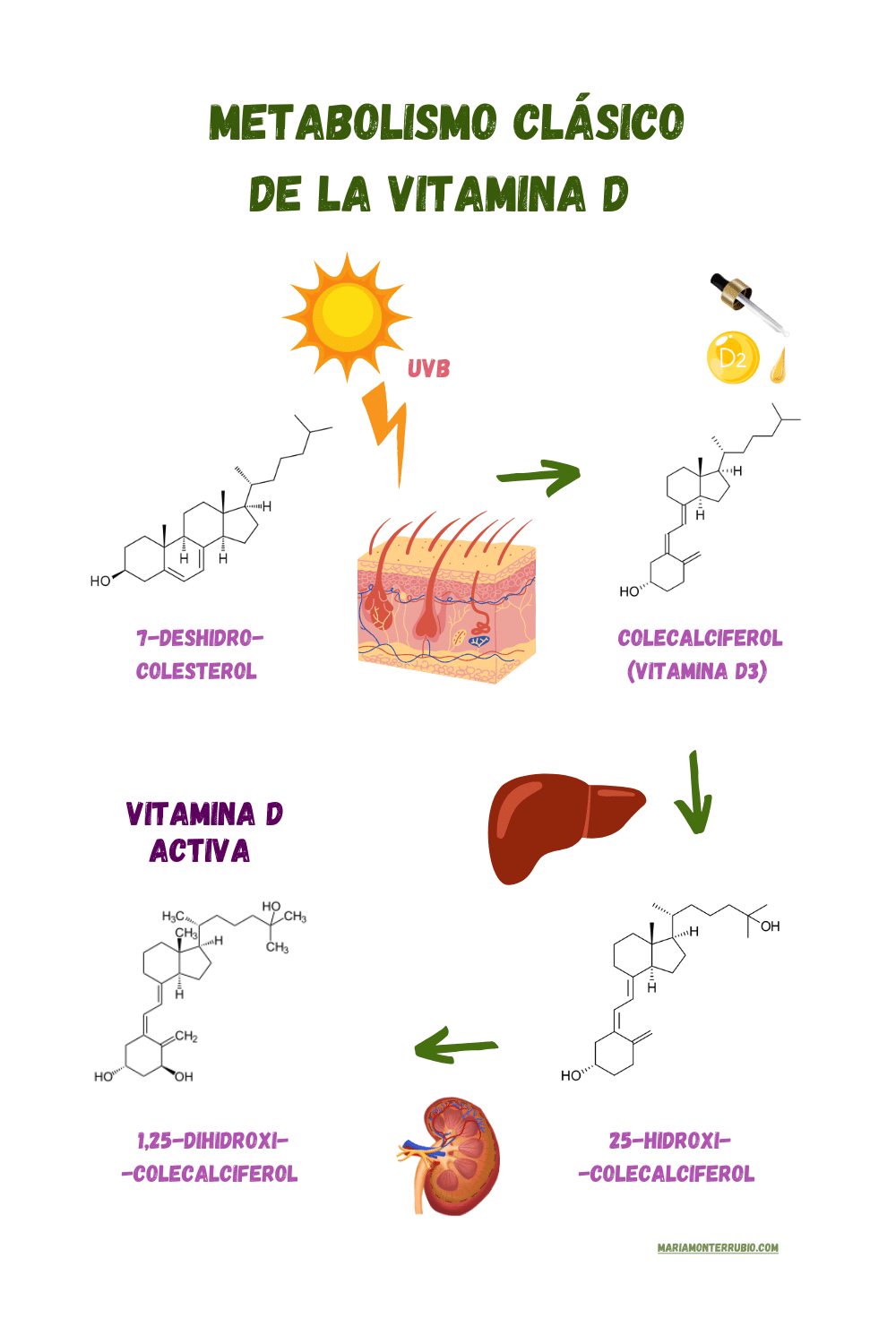 metabolismo clasico de la vitamina d activa