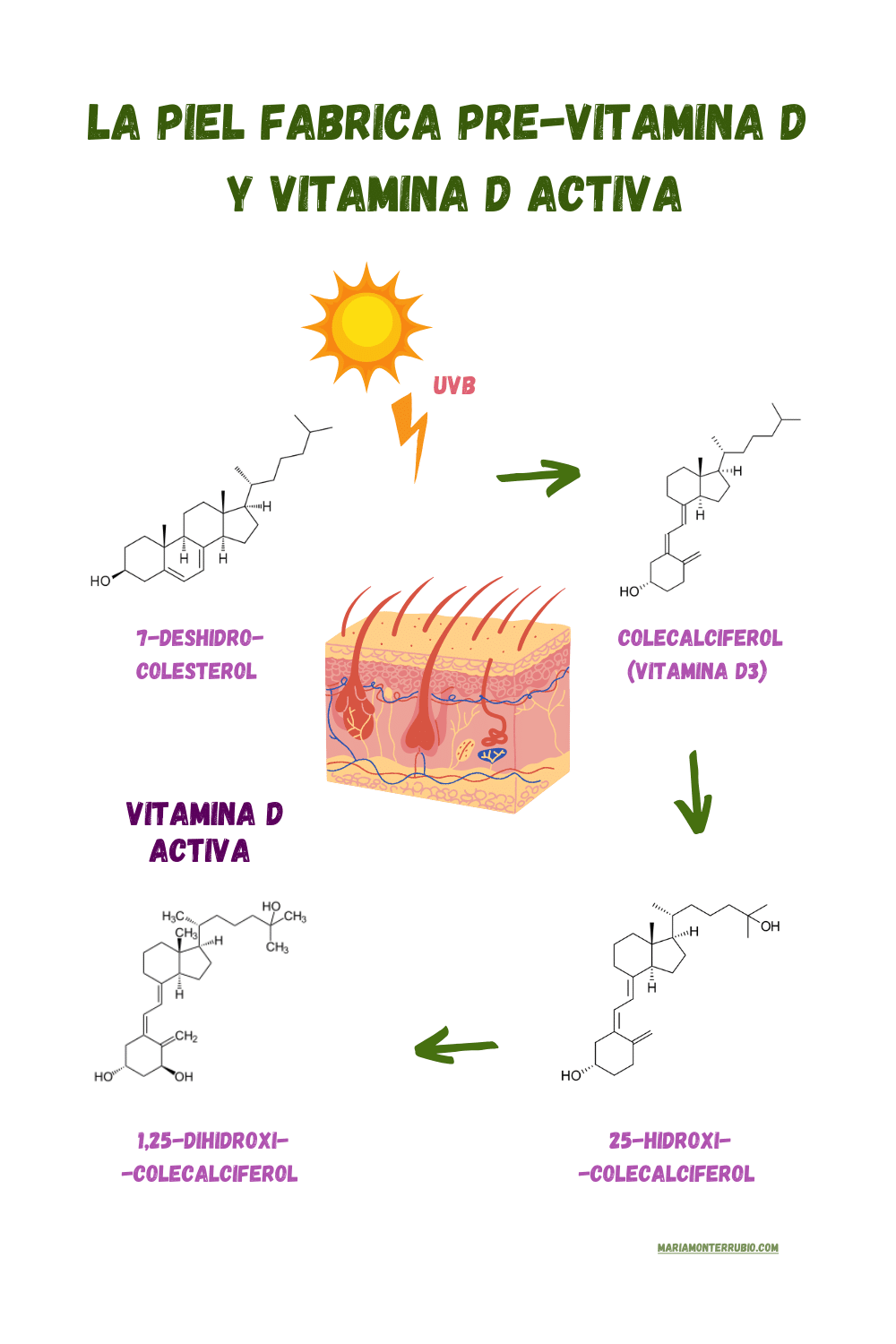 la piel fabrica pre-vitamina d y vitamina d activa
