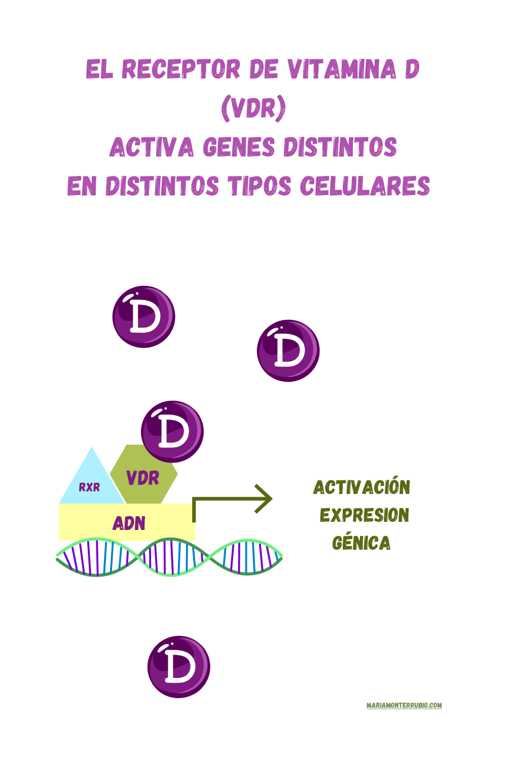 el receptor de vitamina D se une al ADN y activa la transcripción de genes