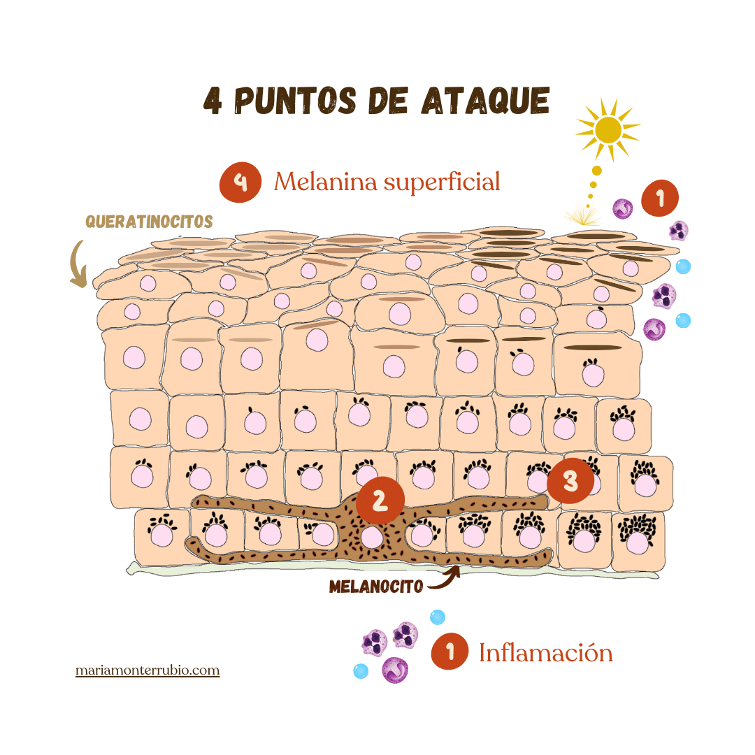 Los 4 puntos básicos de ataque para deshacerte de la hiperpigmentación de la piel (ilustración): 1 estímulos externos/inflamación; 2 tirosinasa; 3 transferencia y distribución de melanina; 4 eliminación de melanina superficial.