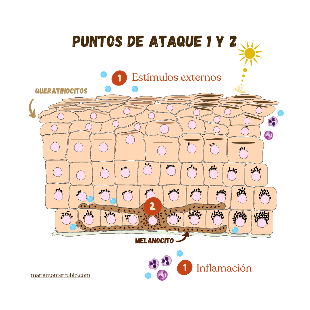 Punto de ataque 1 (ilustración de la epidermis): limitar los estímulos externos que sobre-activan la producción de melanina por los melanocitos (como la inflamación).