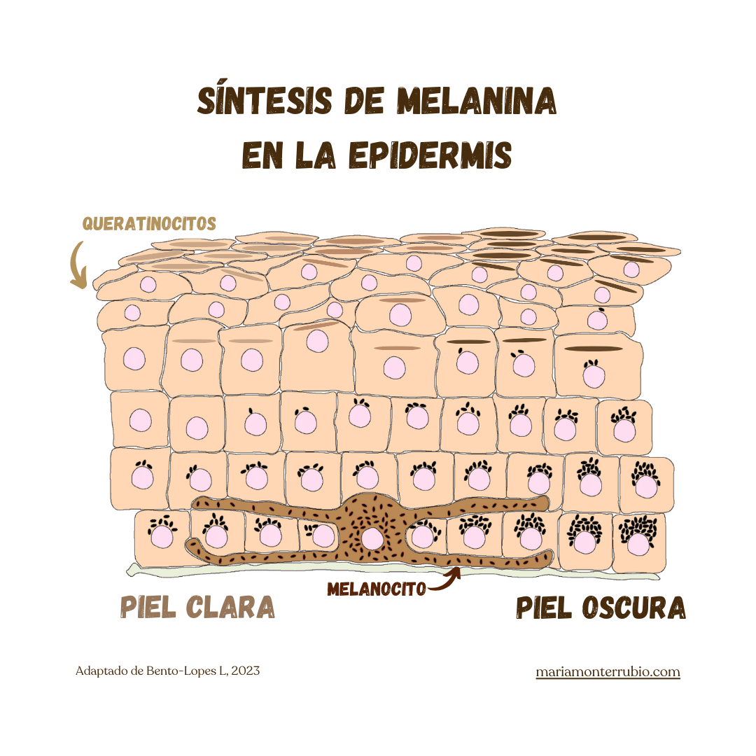 Síntesis y distribución de melanina en la epidermis en piel clara (izquierda) y piel oscura (derecha). Los melanocitos son las células que producen melanina. Ilustración (adaptada de Bento-Lopes L et al., 2023).