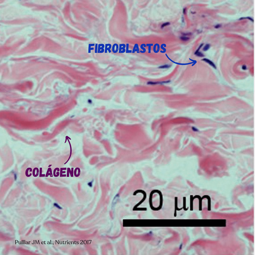 colageno vitamina c
