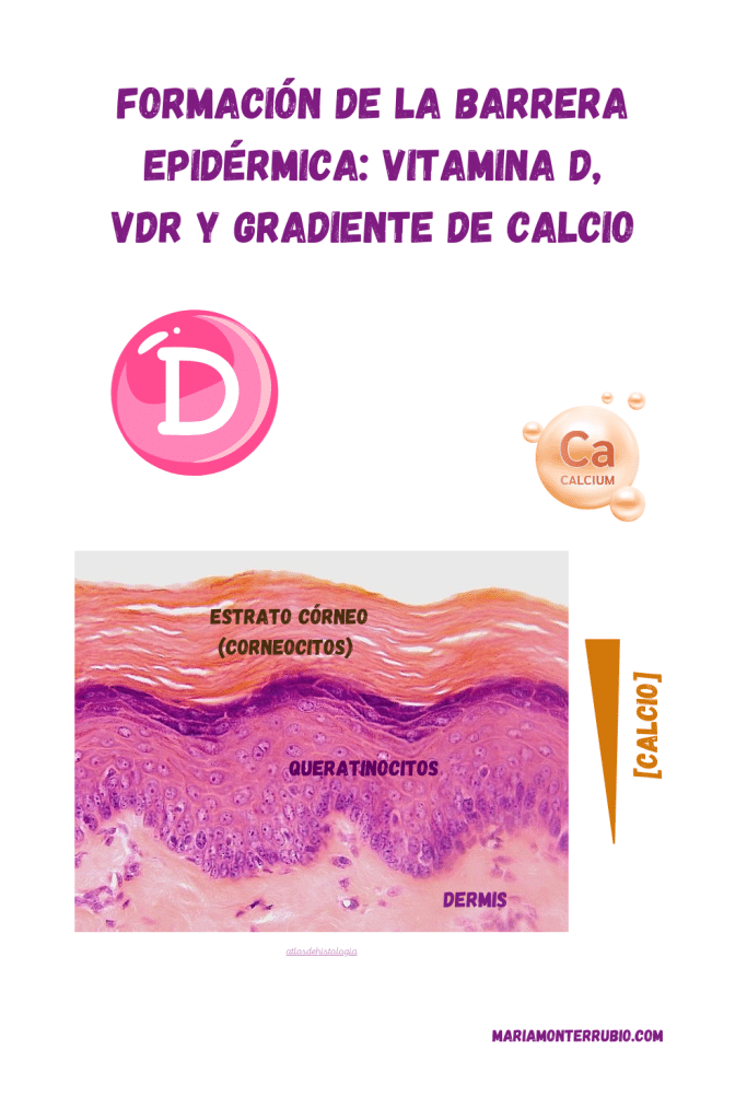 vitamina para evitar caida de cabello