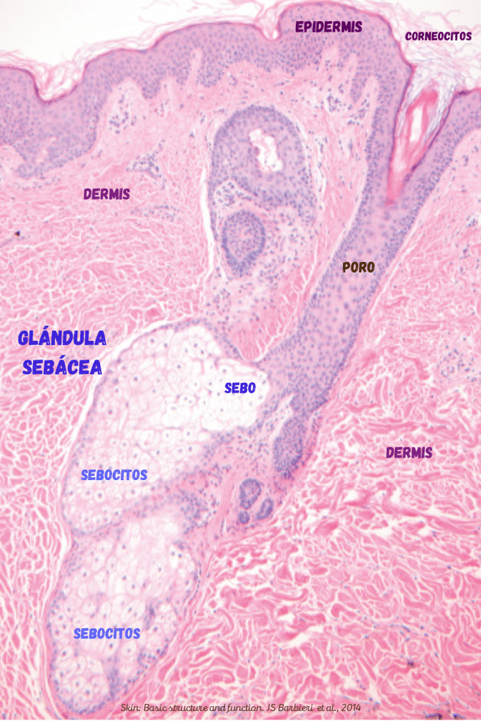 cremas para la rosacea