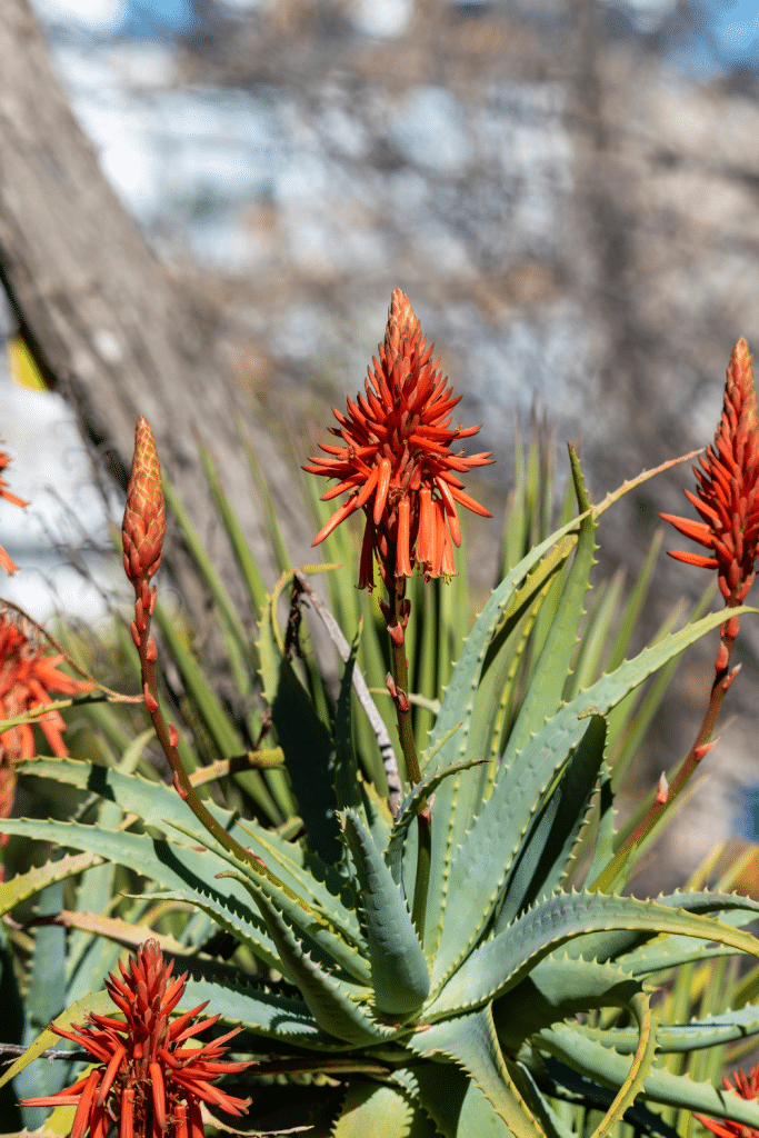 aloe vera puro propiedades