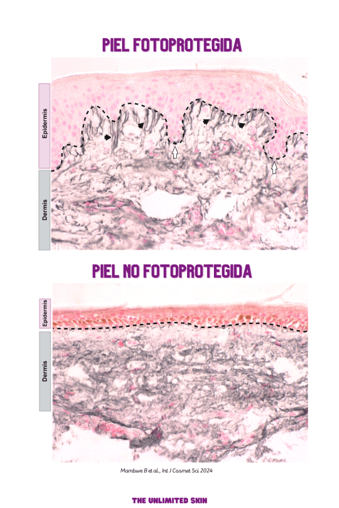 retinol y retinal