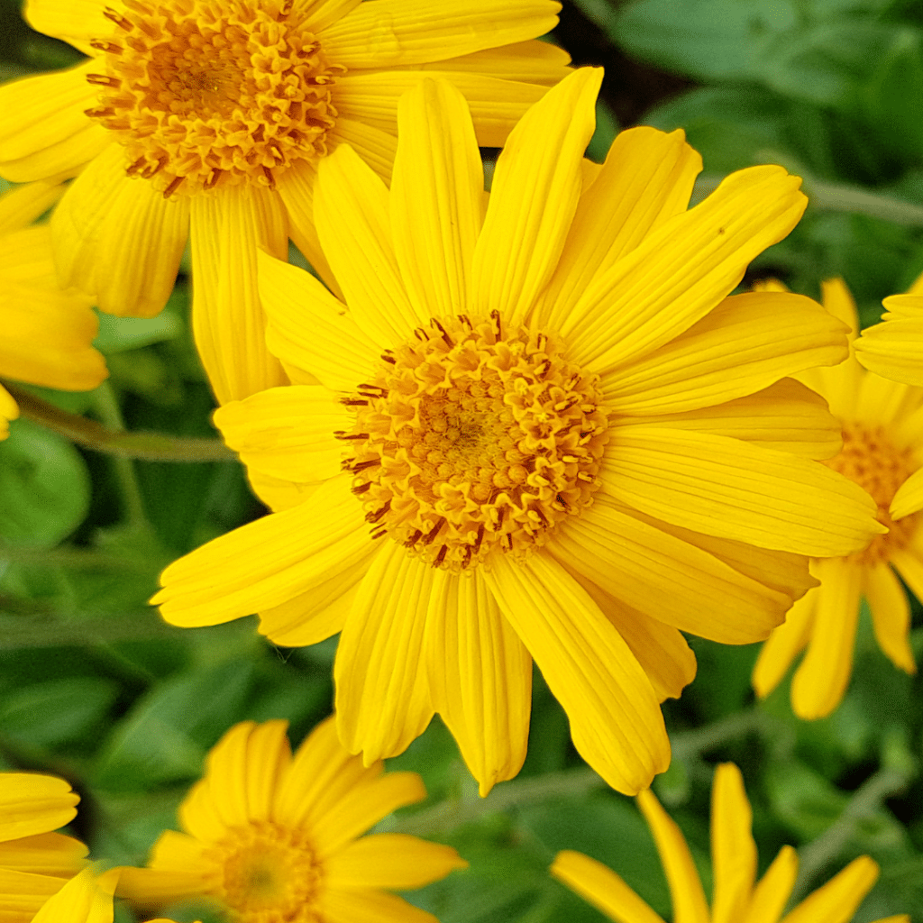 arnica montana the unlimited skin
