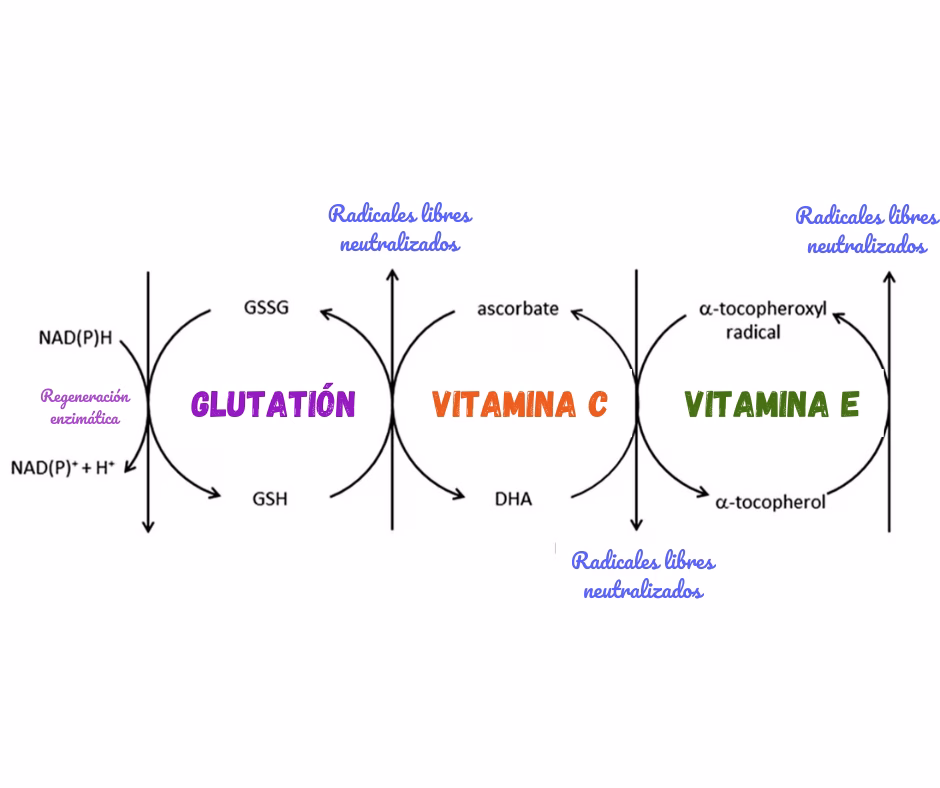 vitamina c antioxidante
