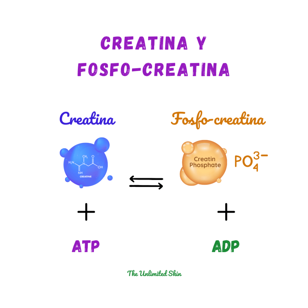 creatina monohidrato para que sirve