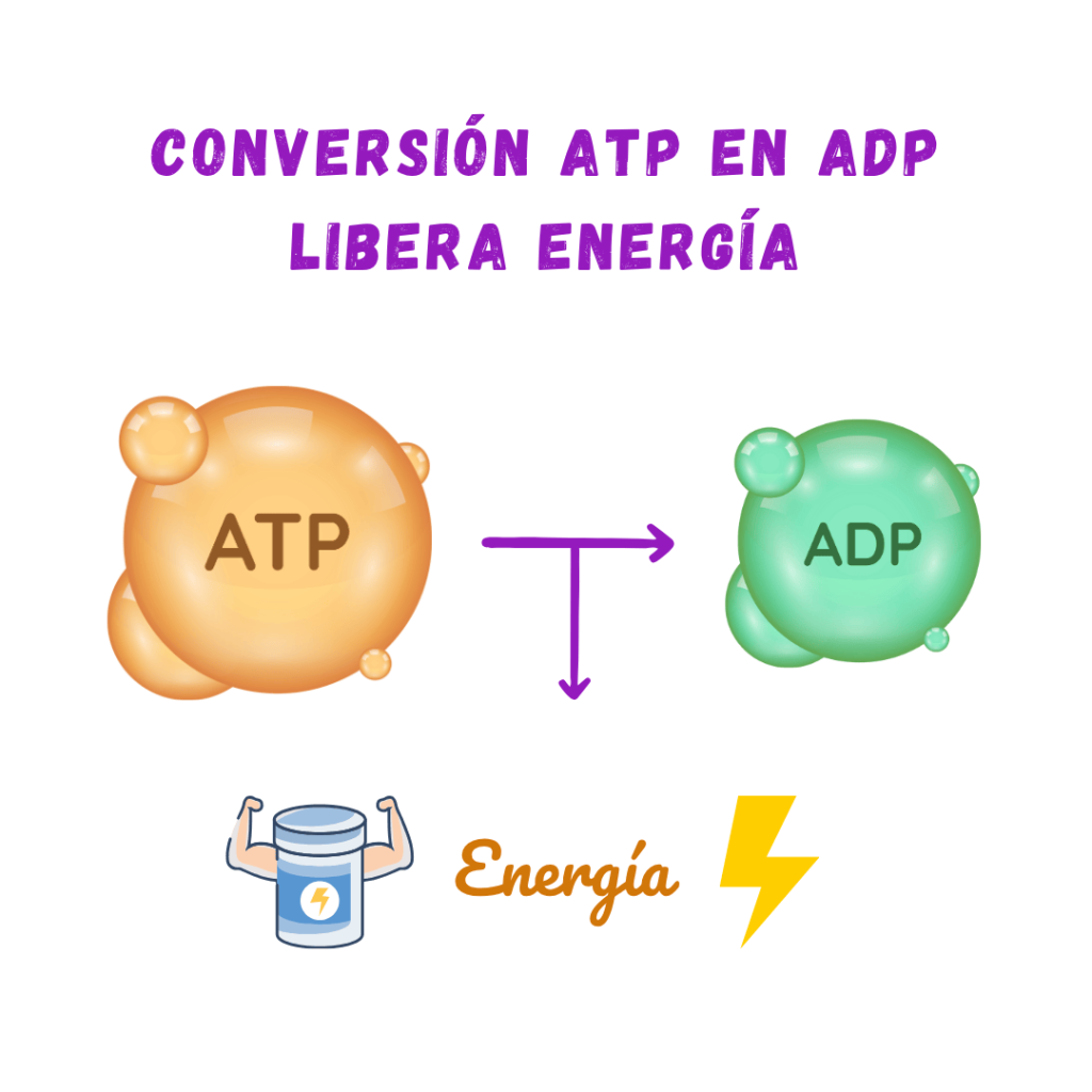 efectos de la creatina en un mes