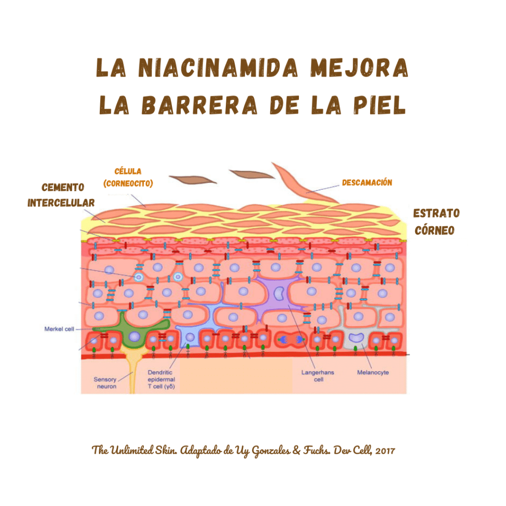 niacinamida para que sirve