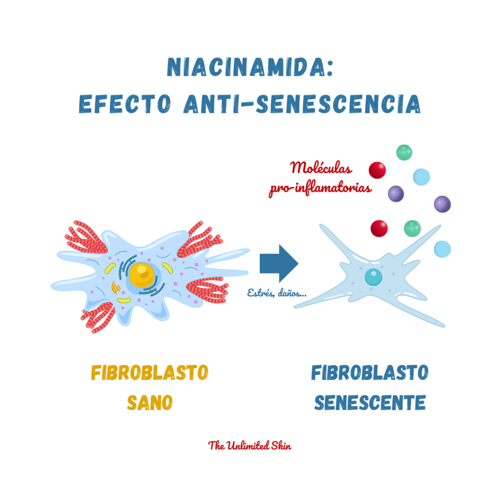 niacinamida propiedades