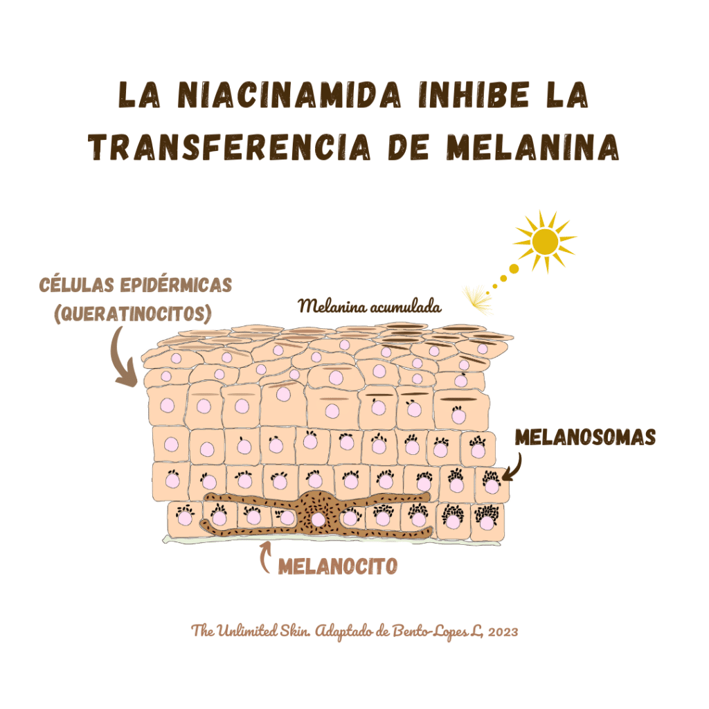 para que sirve la niacinamida en la piel
