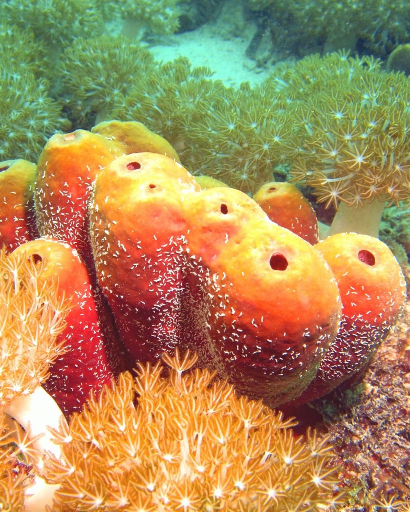 microespiculas